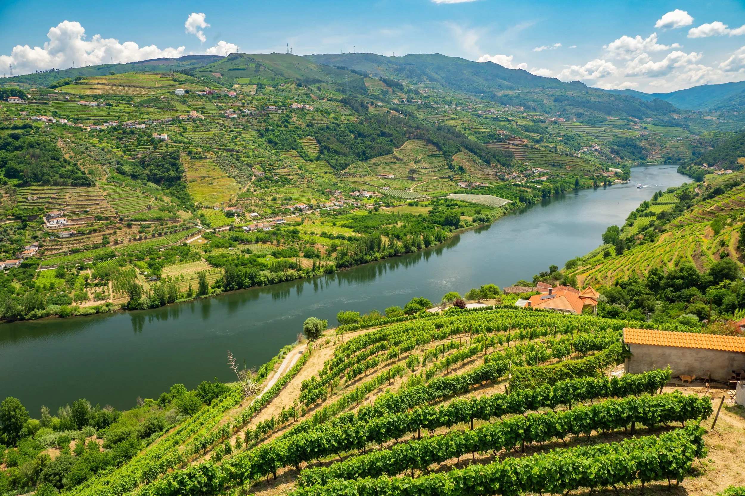 Viñedos en terrazas del valle del Duero